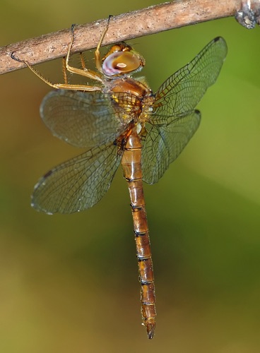 Male
2008_06_15_Rabun